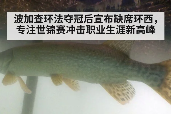 波加查环法夺冠后宣布缺席环西，专注世锦赛冲击职业生涯新高峰